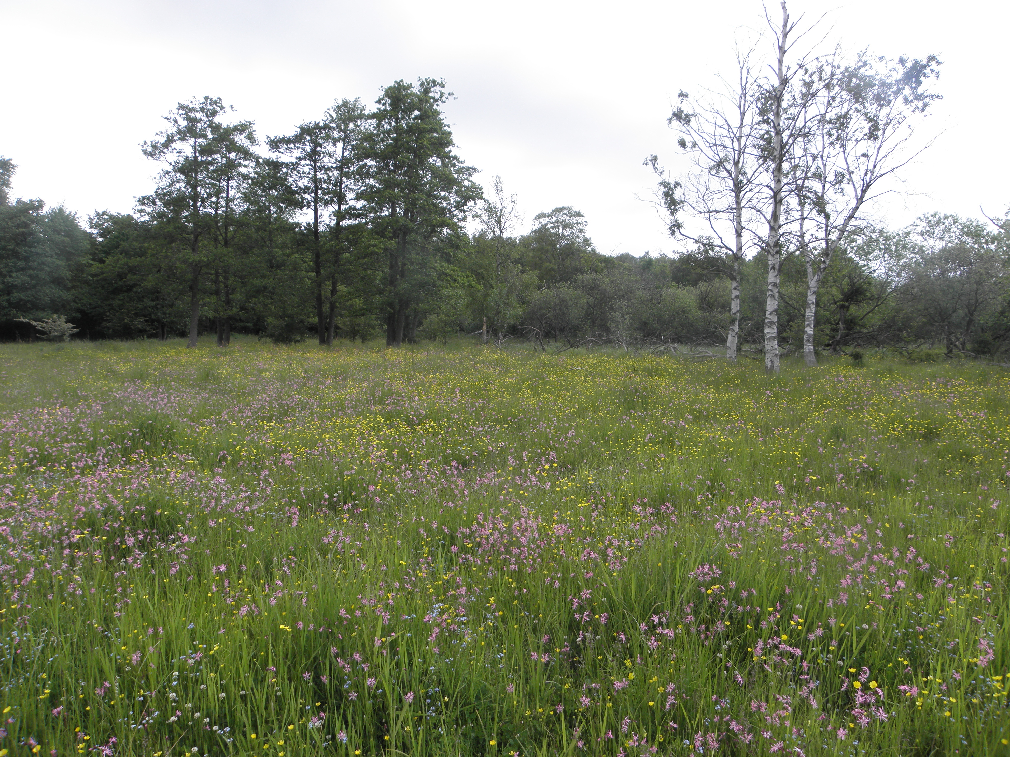 Blomsterrige enge