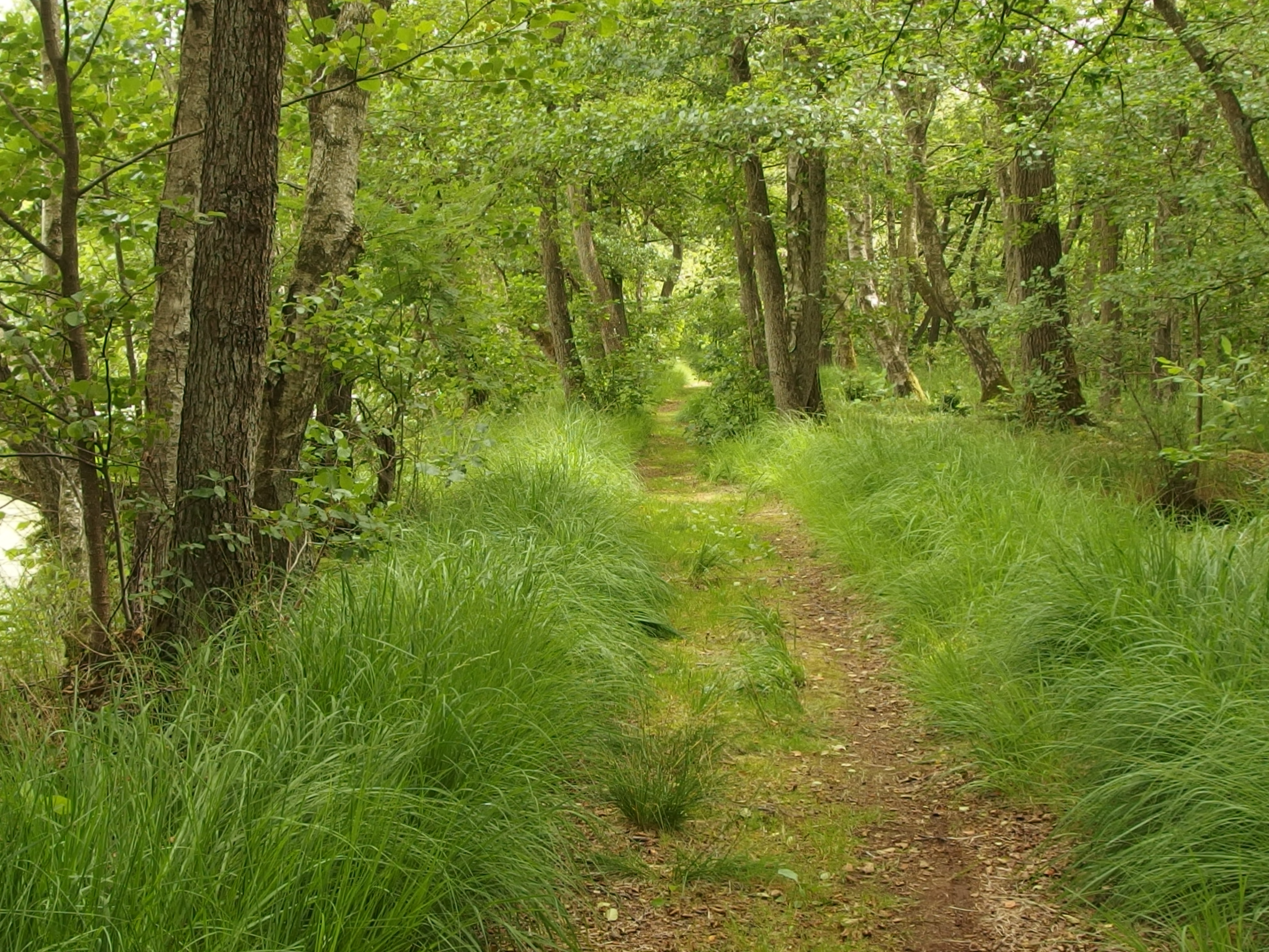 Ved søen